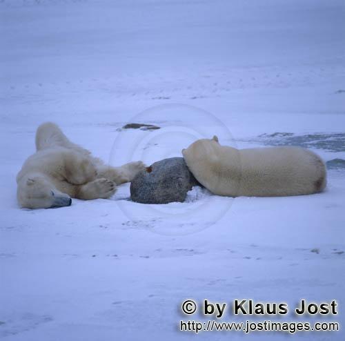 Eisbaer/Polar Bear/Ursus maritimus        Two resting Polar Bears in the Hudson Bay        The Po