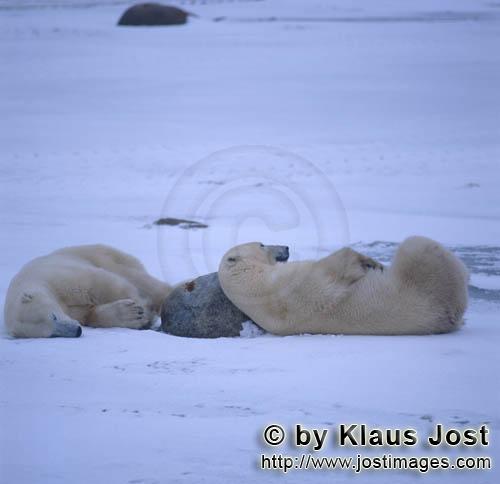 Eisbaer/Polar Bear/Ursus maritimus        Tired Polar Bears in the Hudson Bay         The Polar B