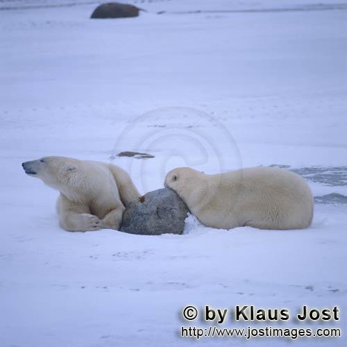 Eisbaer/Polar Bear/Ursus maritimus        Two tired Polar Bears in the Hudson Bay        The Pola