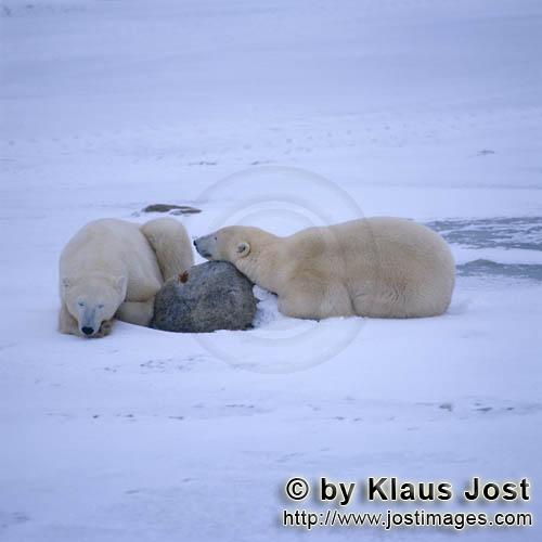 Polar Bear/Ursus maritimus        Polar Bears - Strength lies in peace        The Polar Bear 