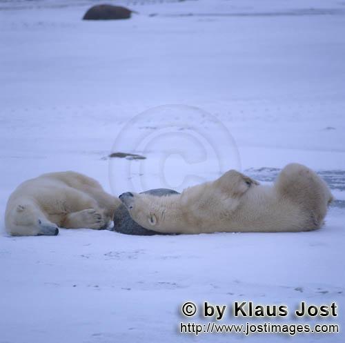 Eisbaer/Polar Bear/Ursus maritimus        Resting Polar Bears        The Polar Bear with the 