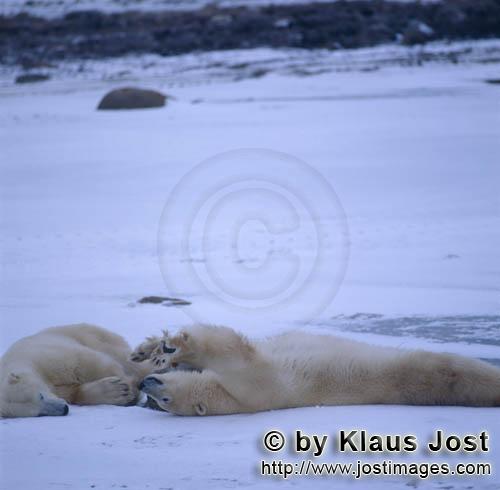Eisbaer/Polar Bear/Ursus maritimus        Resting Polar Bears,        The Polar Bear with the