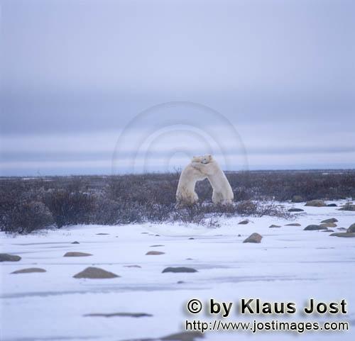 Eisbaer/Polar Bear/Ursus maritimus        Fighting Polar Bears        The Polar Bear with the