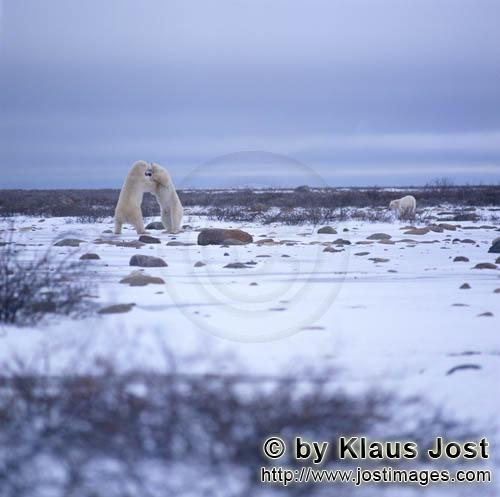 Polar Bear/Ursus maritimus        Fighting Polar Bears        The Polar Bear with the scienti
