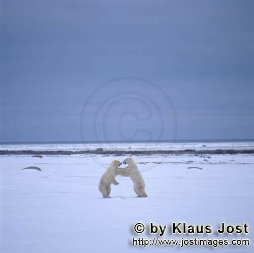 Polar Bear/Ursus maritimus        Fighting Polar Bears        The Polar Bear with the scient