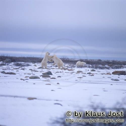 Eisbaer/Polar Bear/Ursus maritimus        Fighting Polar Bears        The Polar Bear with the