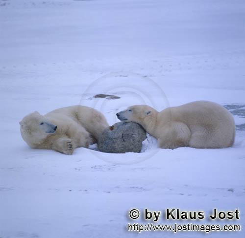 Eisbaer/Polar Bear/Ursus maritimus        Polar Bears in the Hudson Bay         The Polar Bear</b