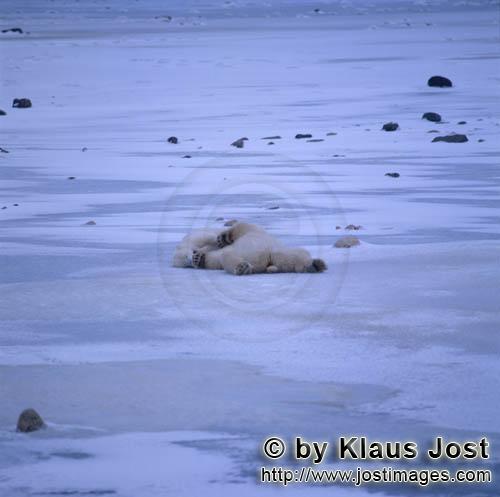 Polar Bear/Ursus maritimus        Polar bear resting        The Polar Bear with the scientifi