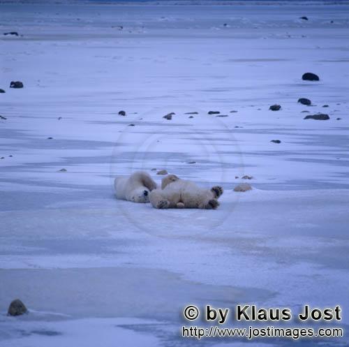 Polar Bear/Ursus maritimus        Totally relaxed polar bears        The Polar Bear with the 