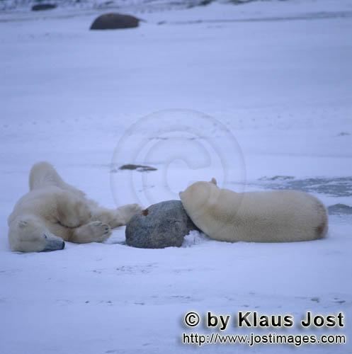 Polar Bear/Ursus maritimus        Relaxed Polar Bears         The Polar Bear with the scienti