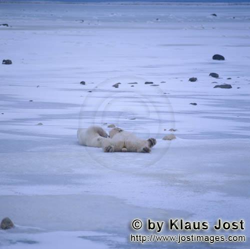 Eisbaer/Polar Bear/Ursus maritimus        Resting Polar Bears        The Polar Bear with the 