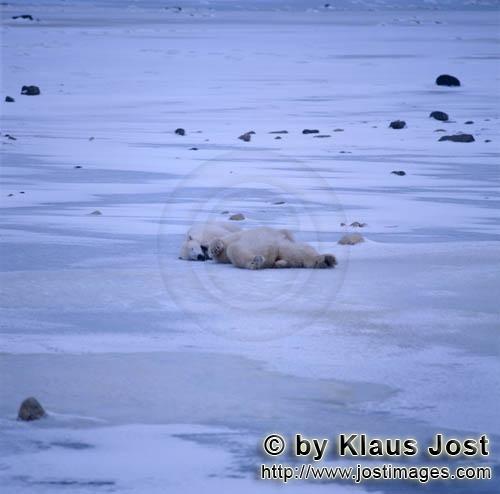 Polar Bear/Ursus maritimus        Relaxing polar bears        The Polar Bear with the scienti