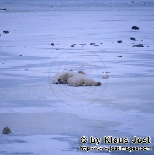Polar Bear/Ursus maritimus        Polar bears - pure relaxation        The Polar Bear with th