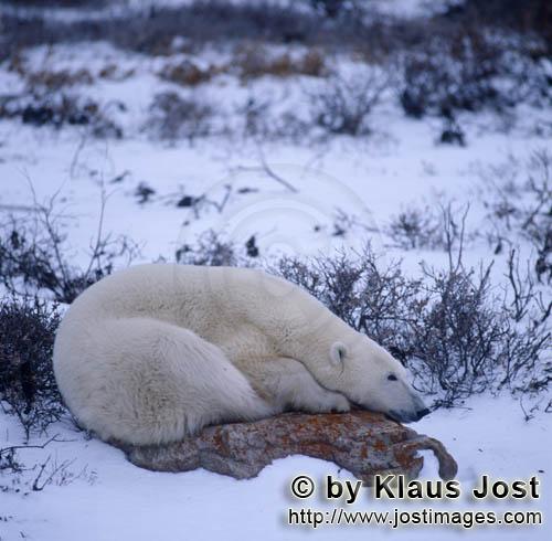 Polar Bear/Ursus maritimus        Tired polar bear on a Tundra Stone        The Polar Bear wi