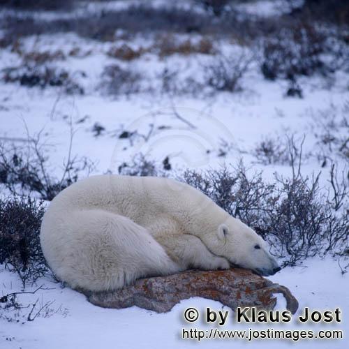 Polar Bear/Ursus maritimus        Polar bear on a rock in the tundra        The Polar Bear wi