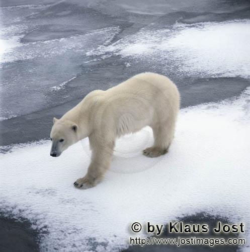 Polar Bear/Ursus maritimus        Polar bear on the coast        The Polar Bear with the scie