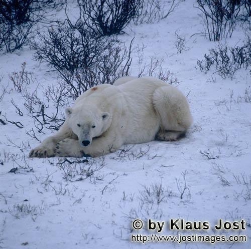 Eisbaer/Polar Bear/Ursus maritimus        Resting Polar Bear in the Hudson Bay        The Polar B