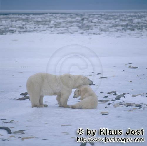 Polar Bear/Ursus maritimus        Patient polar bears        The Polar Bear with the scientif
