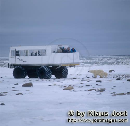 Polar Bear/Ursus maritimus        Polar Bears and Tundra Buggy        The Polar Bear with the