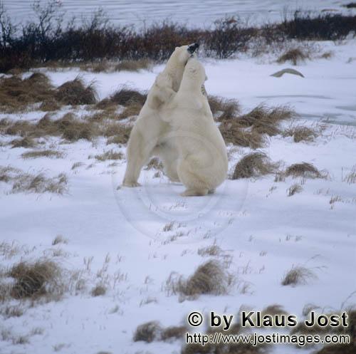 Eisbaer/Polar Bear/Ursus maritimus        Fighting Polar Bears in the Hudson Bay        The Polar