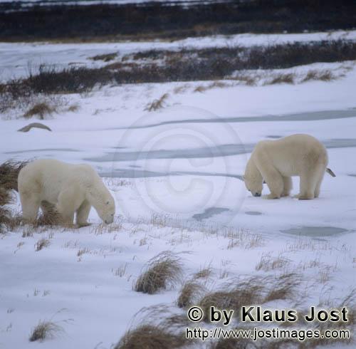 Eisbaer/Polar Bear/Ursus maritimus        Polar Bears in the Hudson Bay        The Polar Bear