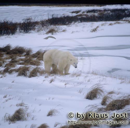 Polar Bear/Ursus maritimus        Polar Bear on the way in the Hudson Bay        The Polar Bear</