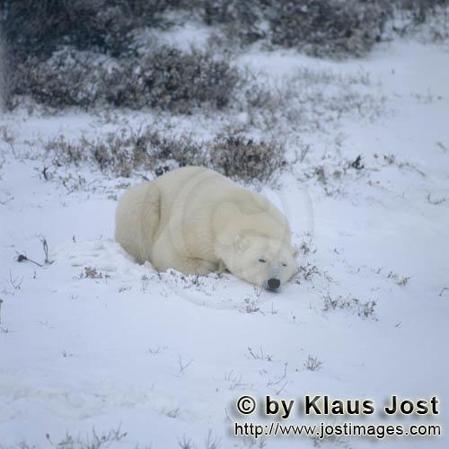 Eisbaer/Polar Bear/Ursus maritimus        Resting Polar Bear        The Polar Bear with the s