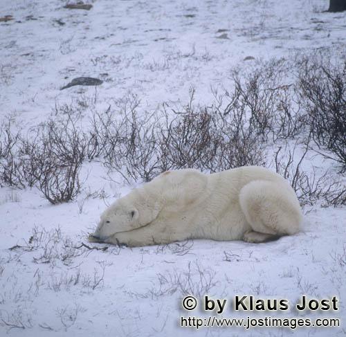 Polar Bear/Ursus maritimus        Lying polar bear in the tundra        The Polar Bear with t