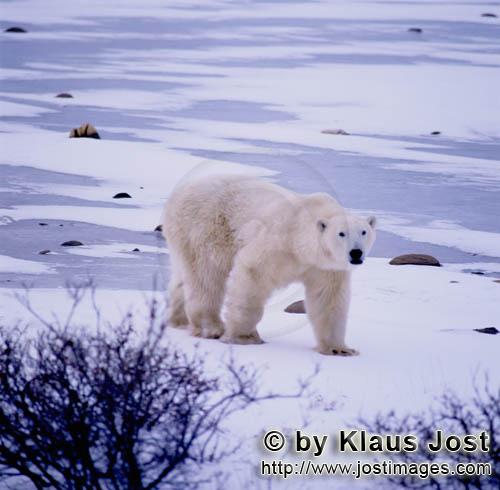 Polar Bear/Ursus maritimus        Polar bear roams the tundra        The Polar Bear with the 