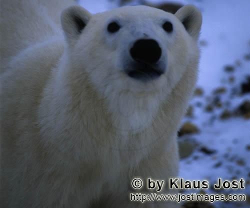 Polar Bear/Ursus maritimus        Polar Bear portrait        The Polar Bear with the scientif