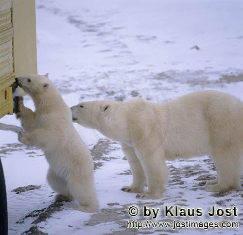Polar Bear/Ursus maritimus        Polar bears on the tundra buggy        The Polar Bear with 