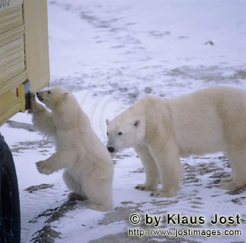 Polar Bear/Ursus maritimus        Polar bears investigate the tundra buggy        The Polar Bear<