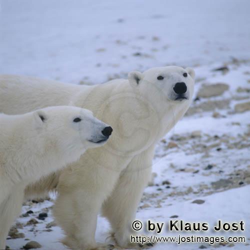 Polar Bear/Ursus maritimus        Polar bears in the tundra        The Polar Bear with the sc