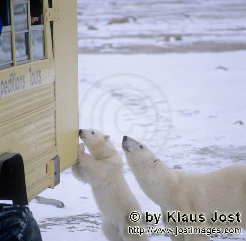 Polar Bear/Ursus maritimus        Curious polar bears on the tundra buggy        The Polar Bear</