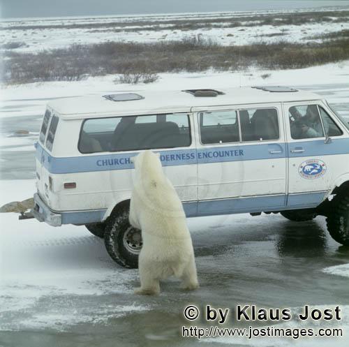 Polar Bear/Ursus maritimus        Polar Bear on the van        The Polar Bear with the scient