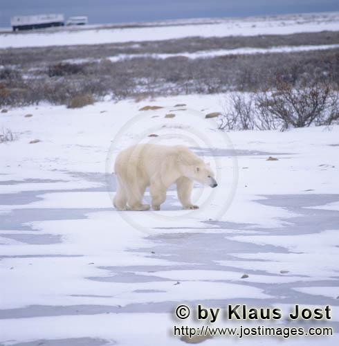 Polar Bear/Ursus maritimus        Polar bear in the tundra        The Polar Bear with the sci