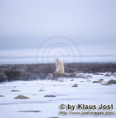 Eisbaer/Polar Bear/Ursus maritimus        Fighting Polar Bears in the Hudson Bay        The Polar