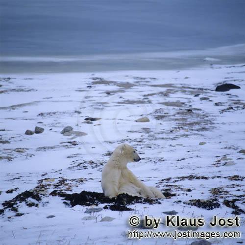 Polar Bear/Ursus maritimus        Polar bear tundra landscape        Nanook nennen die Inu