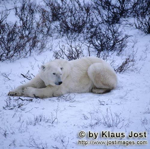 Eisbaer/Polar Bear/Ursus maritimus        Resting Polar Bear in the Tundra        The Polar Bear<