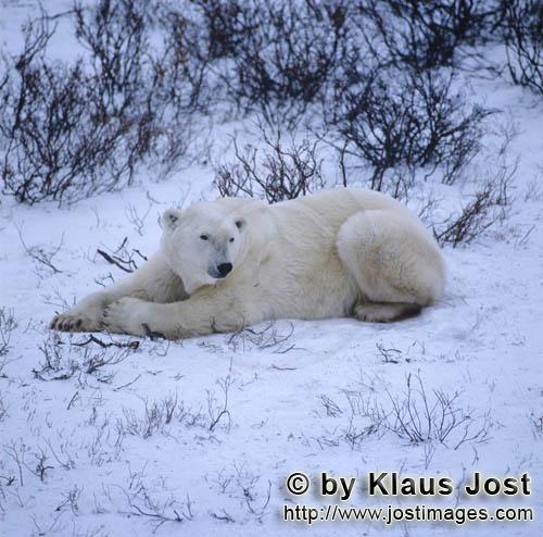 Polar Bear/Ursus maritimus        Resting Polar Bear        The Polar Bear with the scientifi