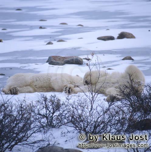 Polar Bear/Ursus maritimus        Two tired Polar Bears        The Polar Bear with the scient