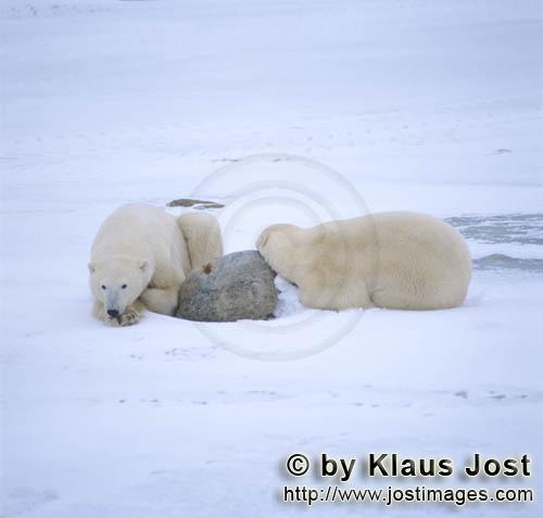 Polar Bear/Ursus maritimus        Resting Polar Bears        The Polar Bear with the scientif