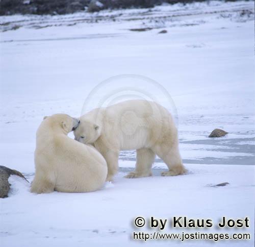 Eisbaer/Polar Bear/Ursus maritimus        Polar Bears in the Hudson Bay        The Polar Bear