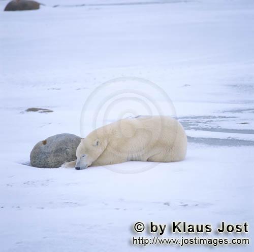 Polar Bear/Ursus maritimus        Sleeping Polar Bear        The Polar Bear with the scientif