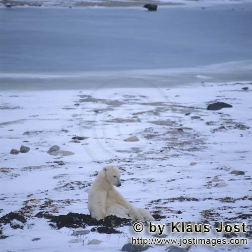 Polar Bear/Ursus maritimus        A polar bear has made himself comfortable        The Polar Bear