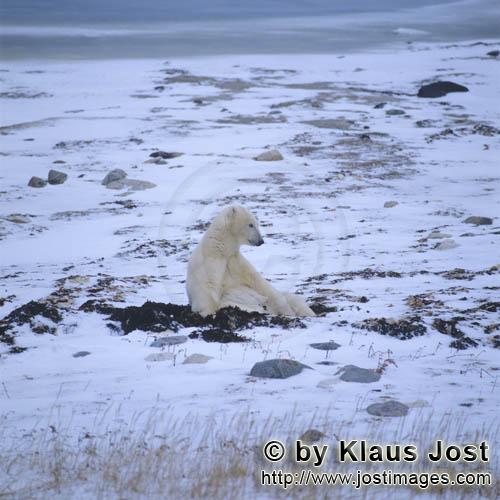 Eisbaer/Polar Bear/Ursus maritimus        Polar Bear in the Hudson Bay         The Polar Bear