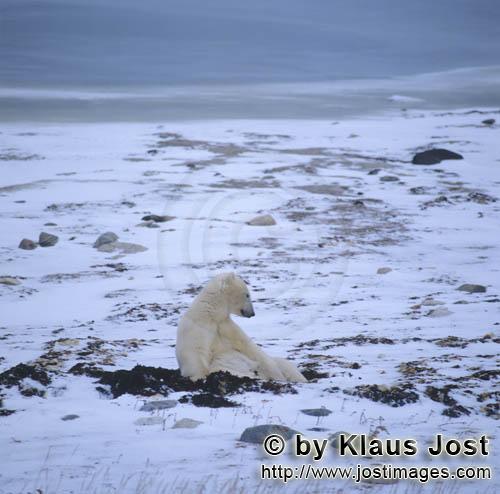 Polar Bear/Ursus maritimus        Patient Polar Bear in the Tundra        The Polar Bear with