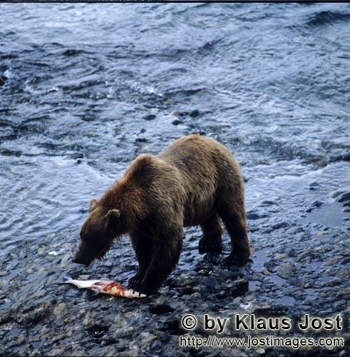 Brown Bear/Ursus arctos middendorffi        Kodiak bear fishing for salmon in the river             