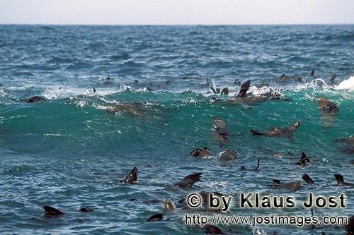 Suedafrikanische Pelzrobbe/South African fur seal/Arctocephalus pusillus        Fur Seals in the sur