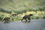 Three brown bears in double time